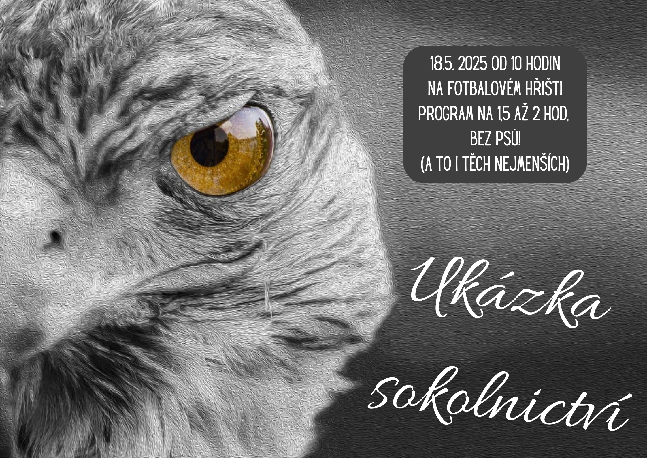 Ukázka sokolnictví